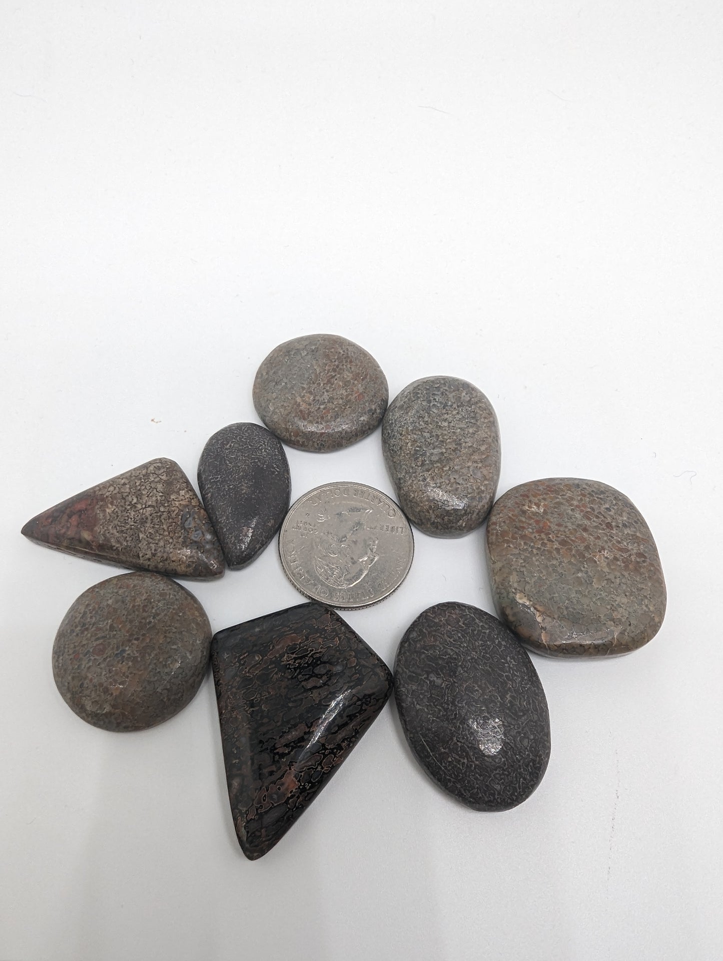 Dinosaur Bone Cabochons - Designer Cut