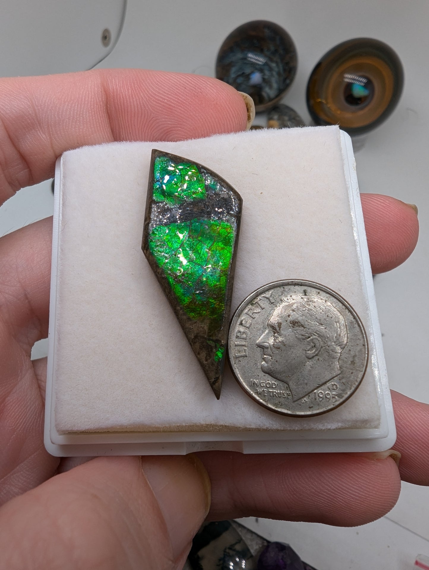 Ammolite Cabochon - Green Flash - 28.8cts(5.7g) - 37*16*8mm - USA! - U49