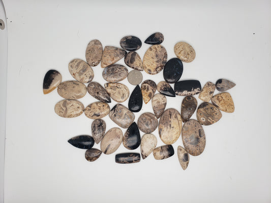 Petrified Palm Root Fossil Cabochons - Medium Sizes