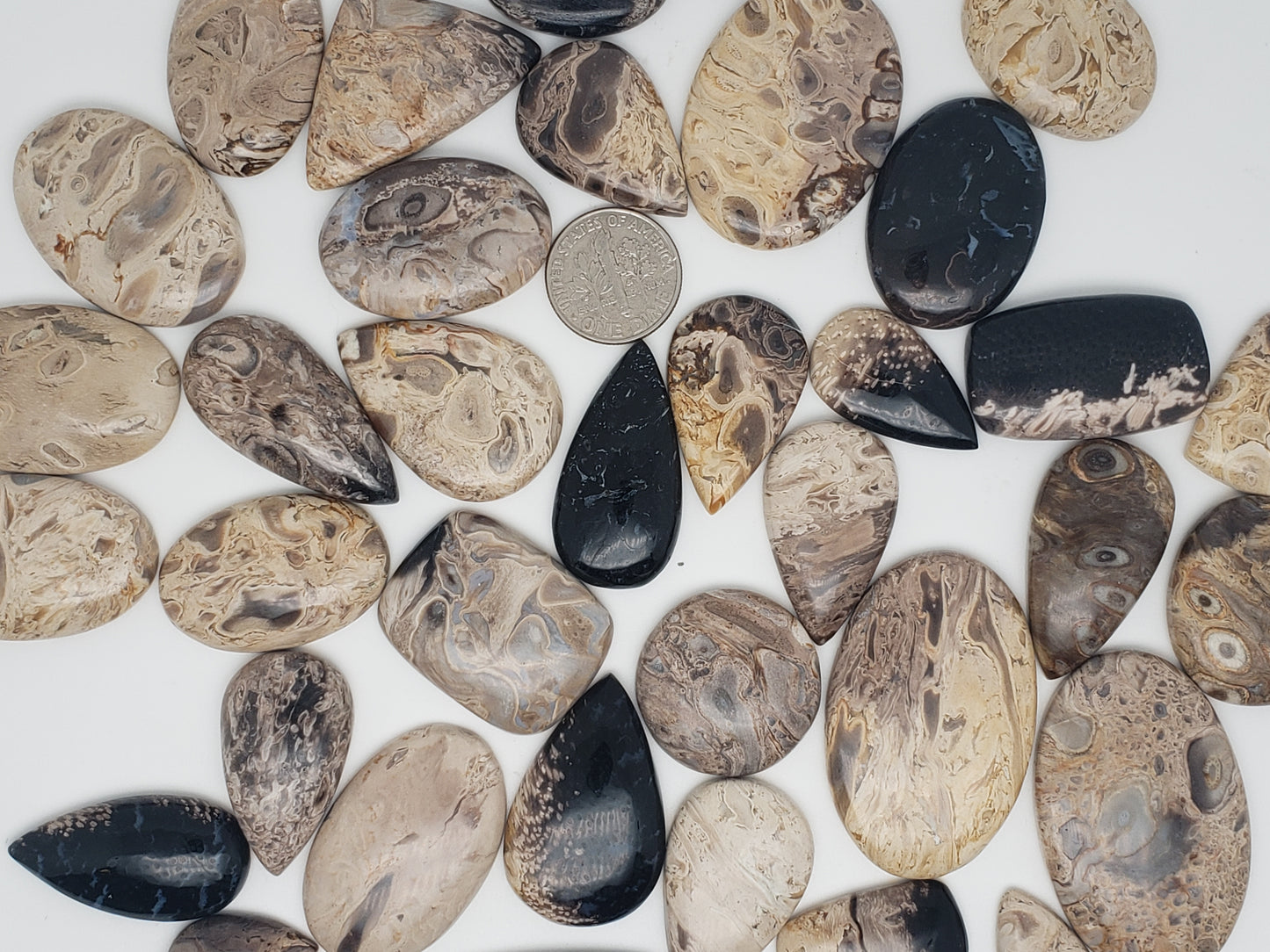 Petrified Palm Root Fossil Cabochons - Medium Sizes