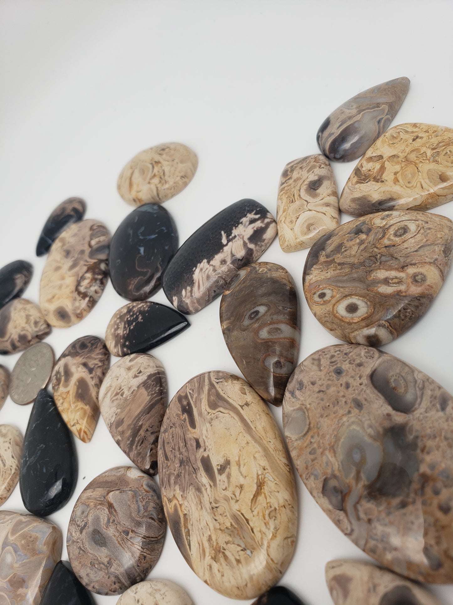 Petrified Palm Root Fossil Cabochons - Medium Sizes