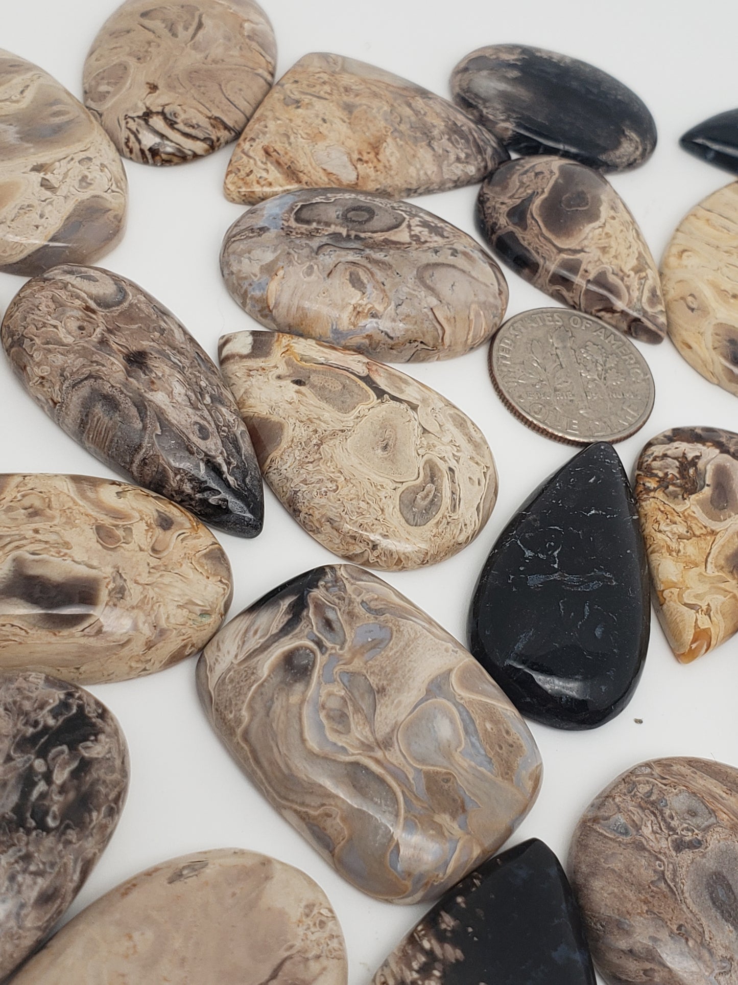 Petrified Palm Root Fossil Cabochons - Medium Sizes