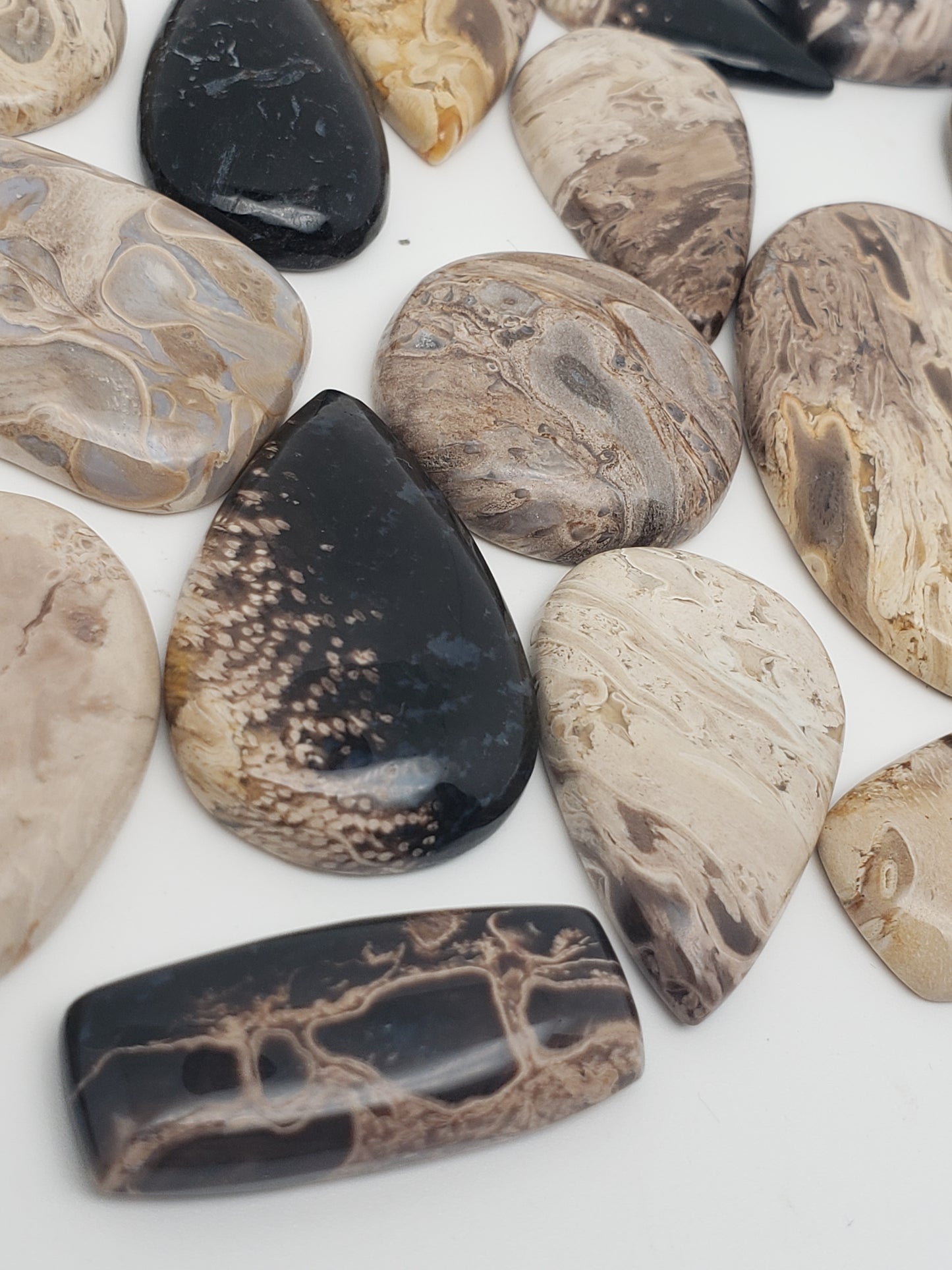 Petrified Palm Root Fossil Cabochons - Medium Sizes