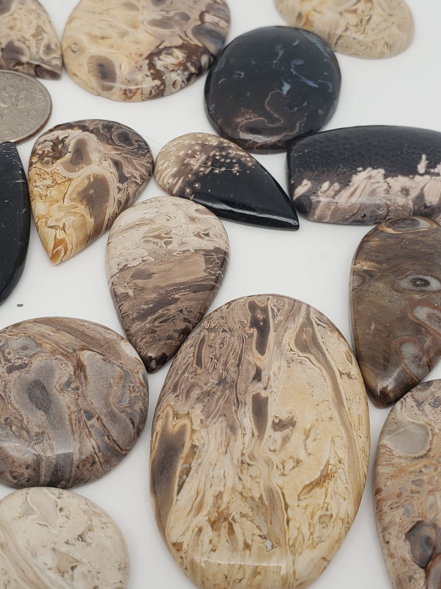 Petrified Palm Root Fossil Cabochons - Medium Sizes