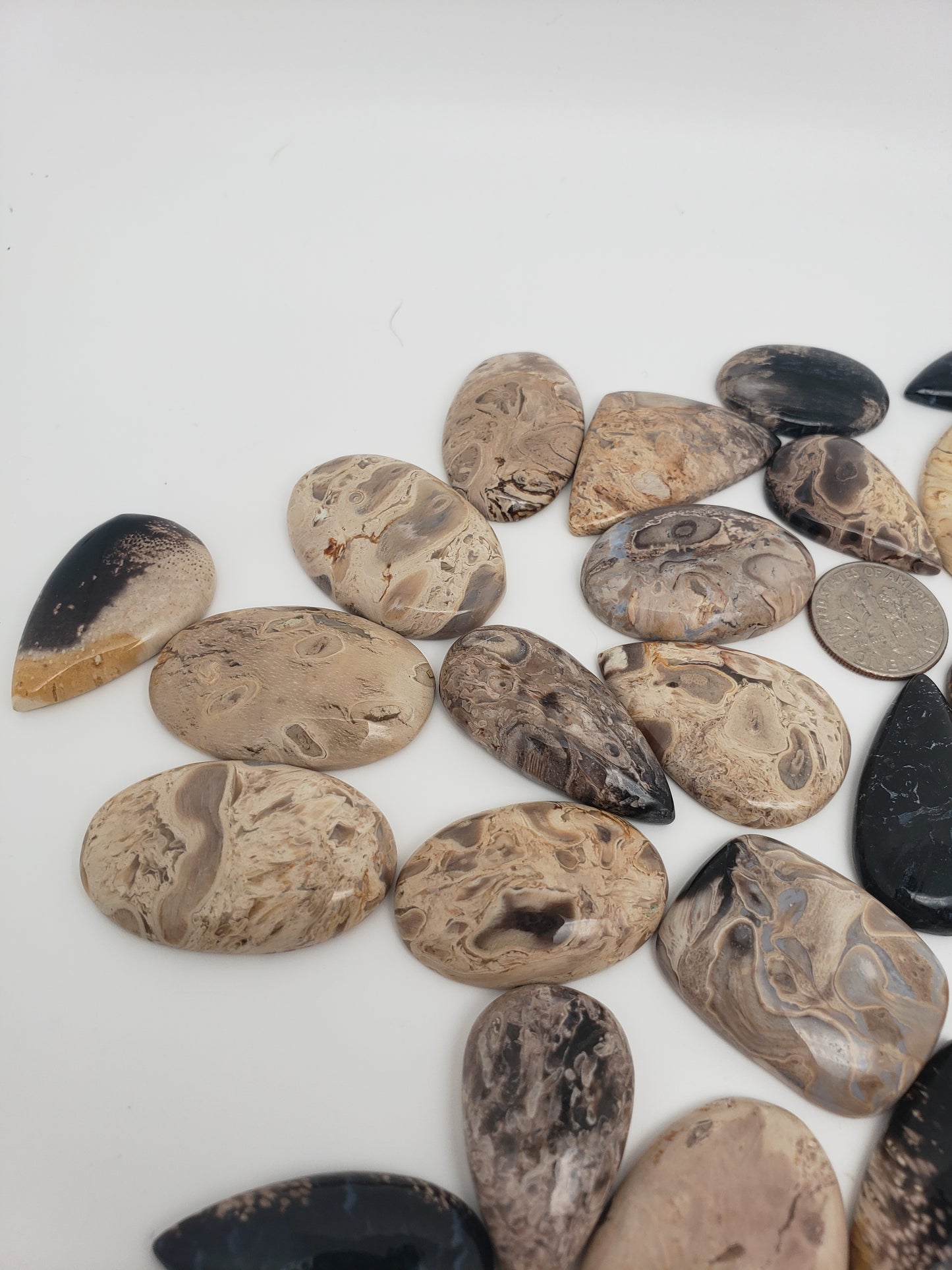 Petrified Palm Root Fossil Cabochons - Medium Sizes