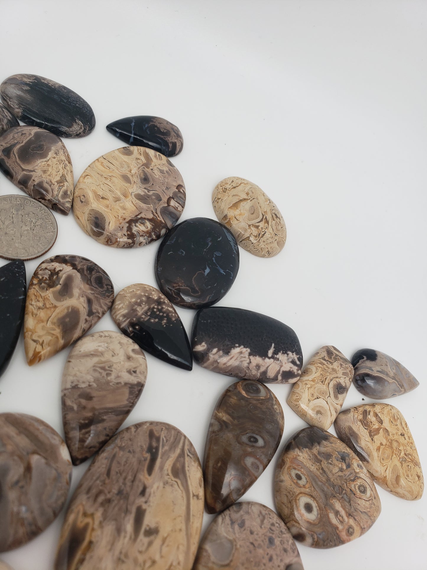 Petrified Palm Root Fossil Cabochons - Medium Sizes