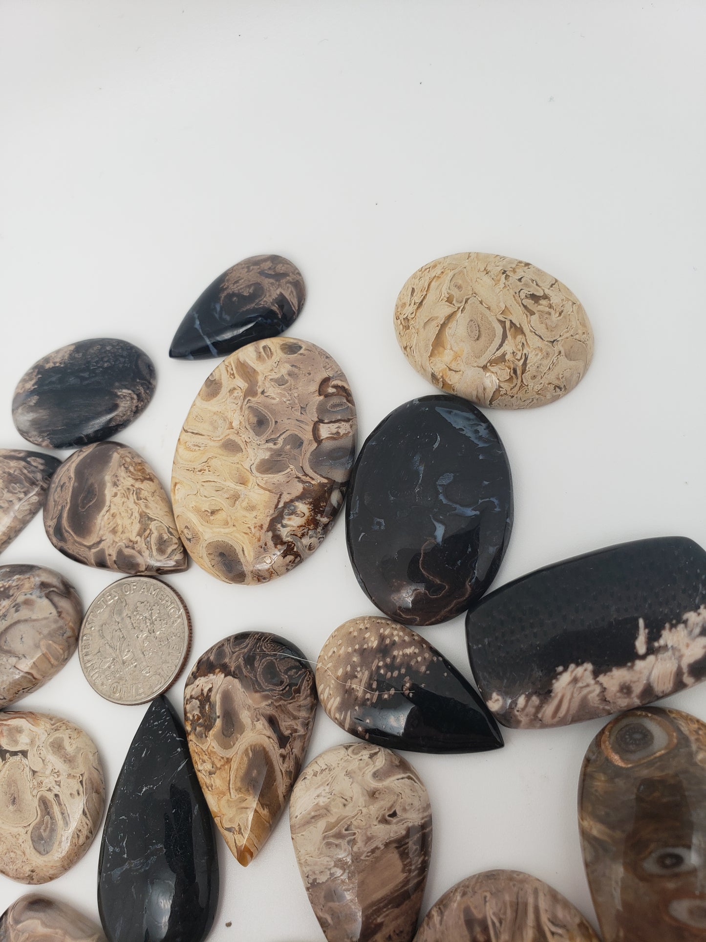 Petrified Palm Root Fossil Cabochons - Medium Sizes