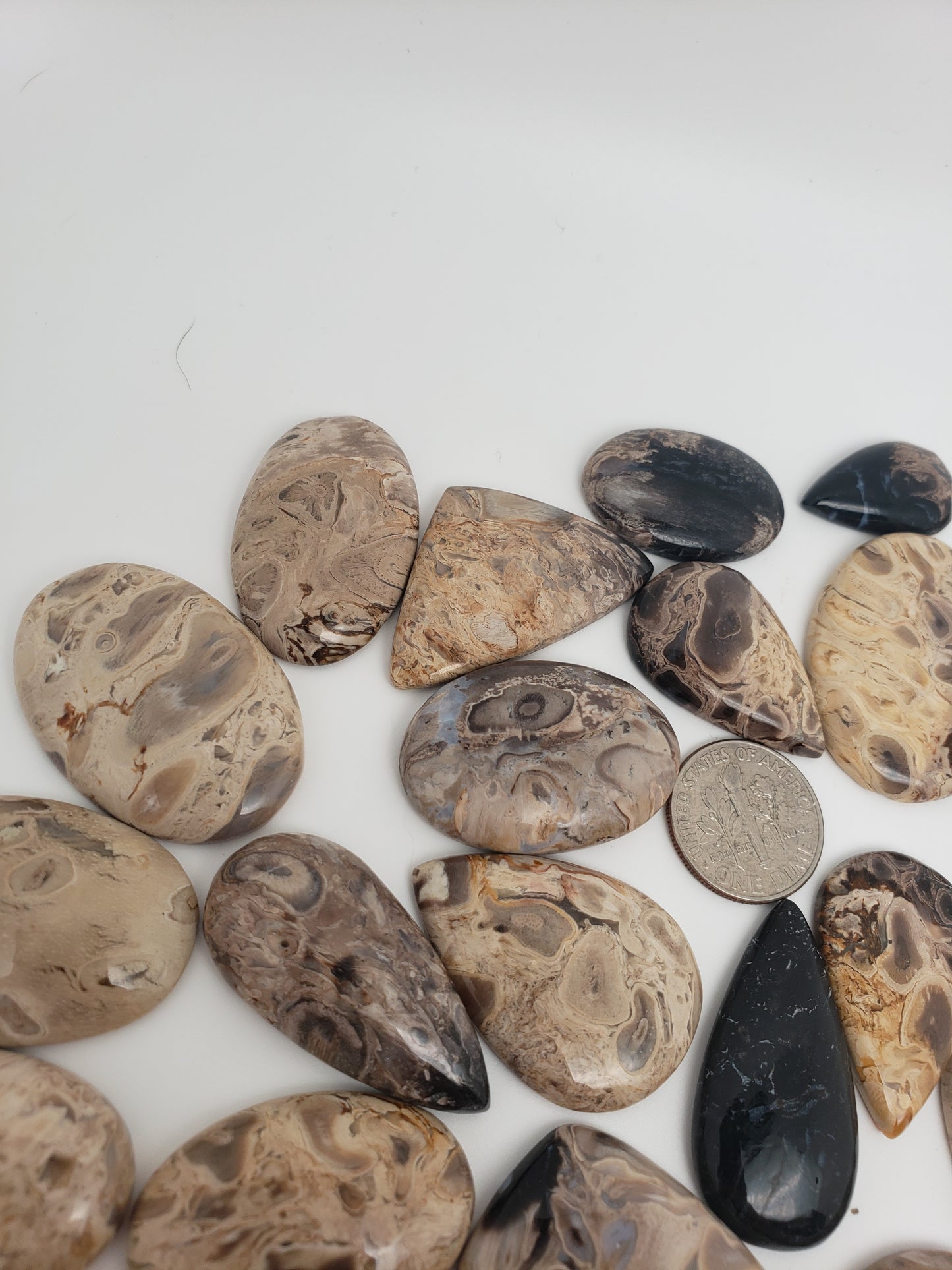 Petrified Palm Root Fossil Cabochons - Medium Sizes