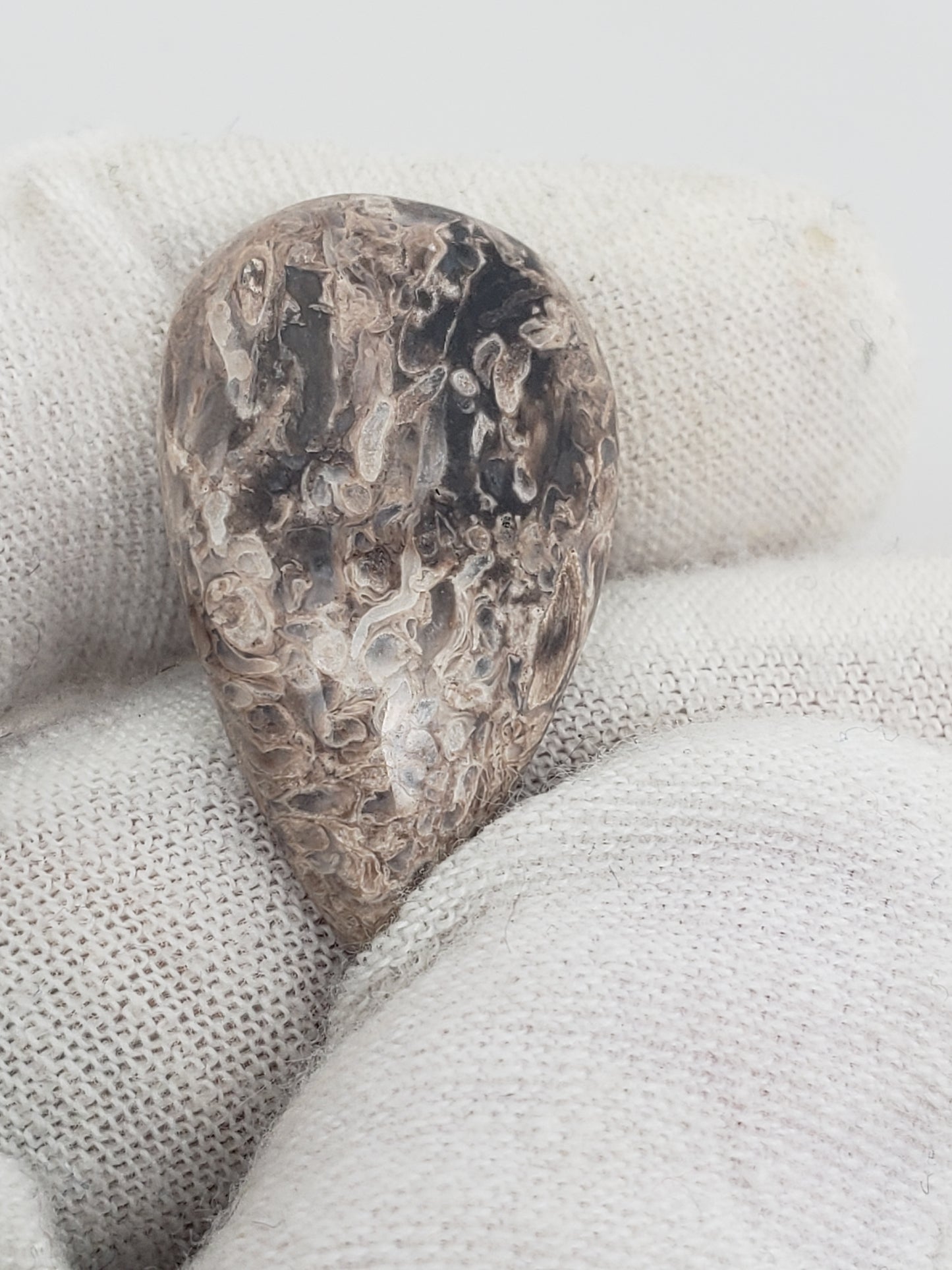 Petrified Palm Root Fossil Cabochons - Medium Sizes