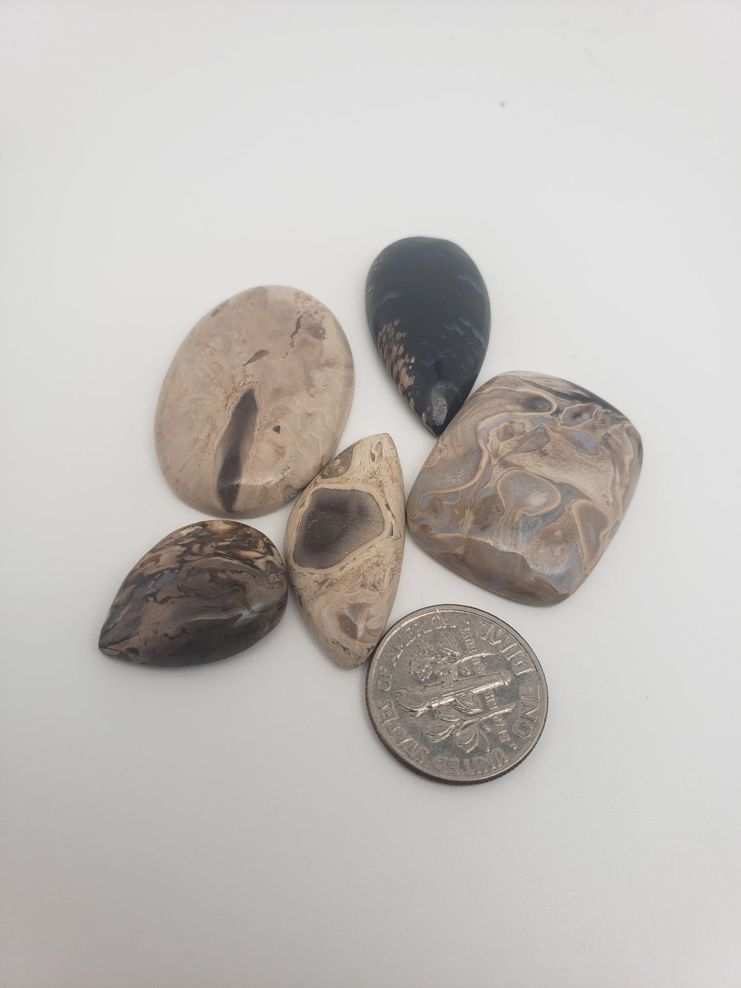 Petrified Palm Root Fossil Cabochons - Medium Sizes