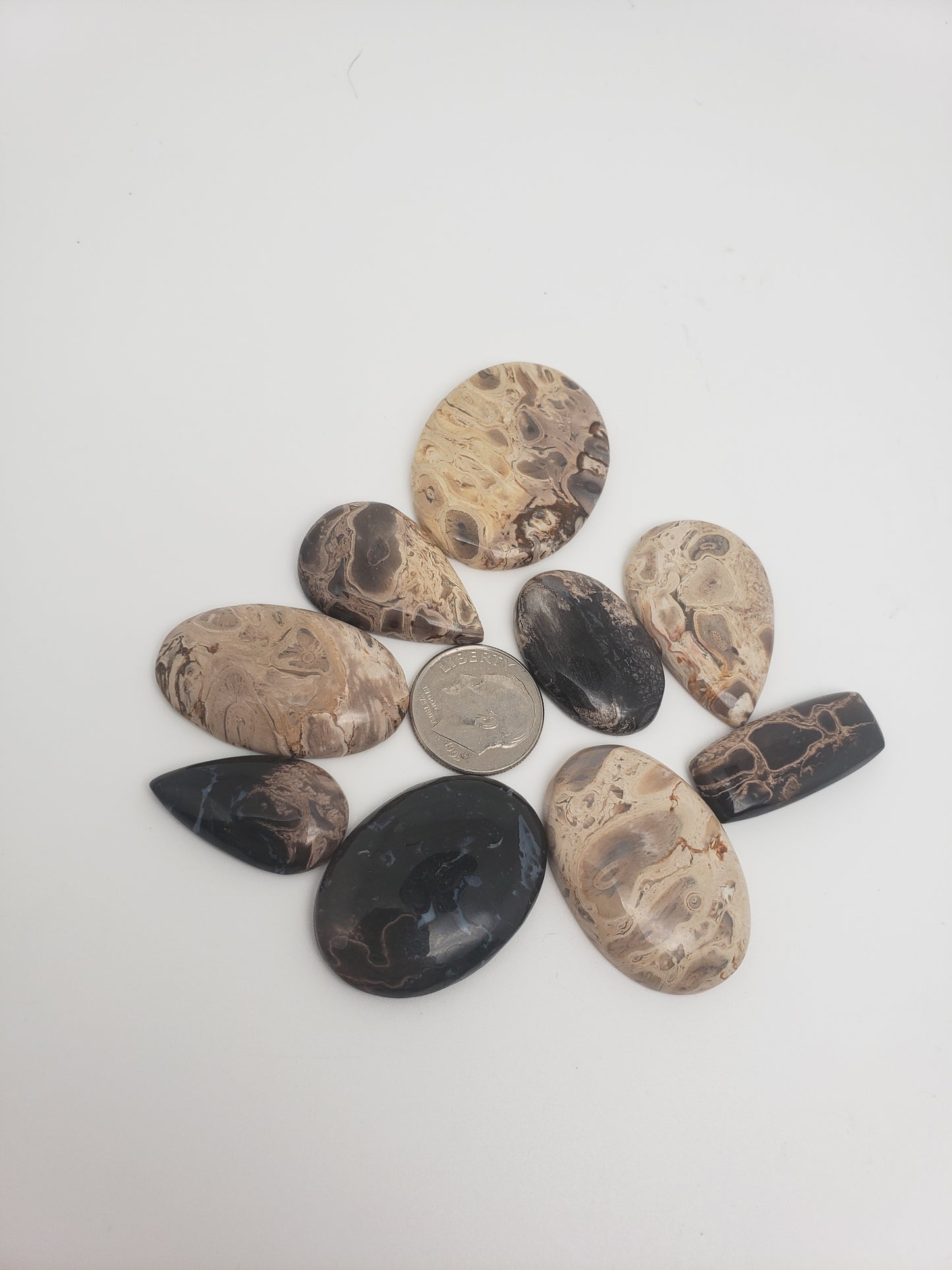 Petrified Palm Root Fossil Cabochons - Medium Sizes