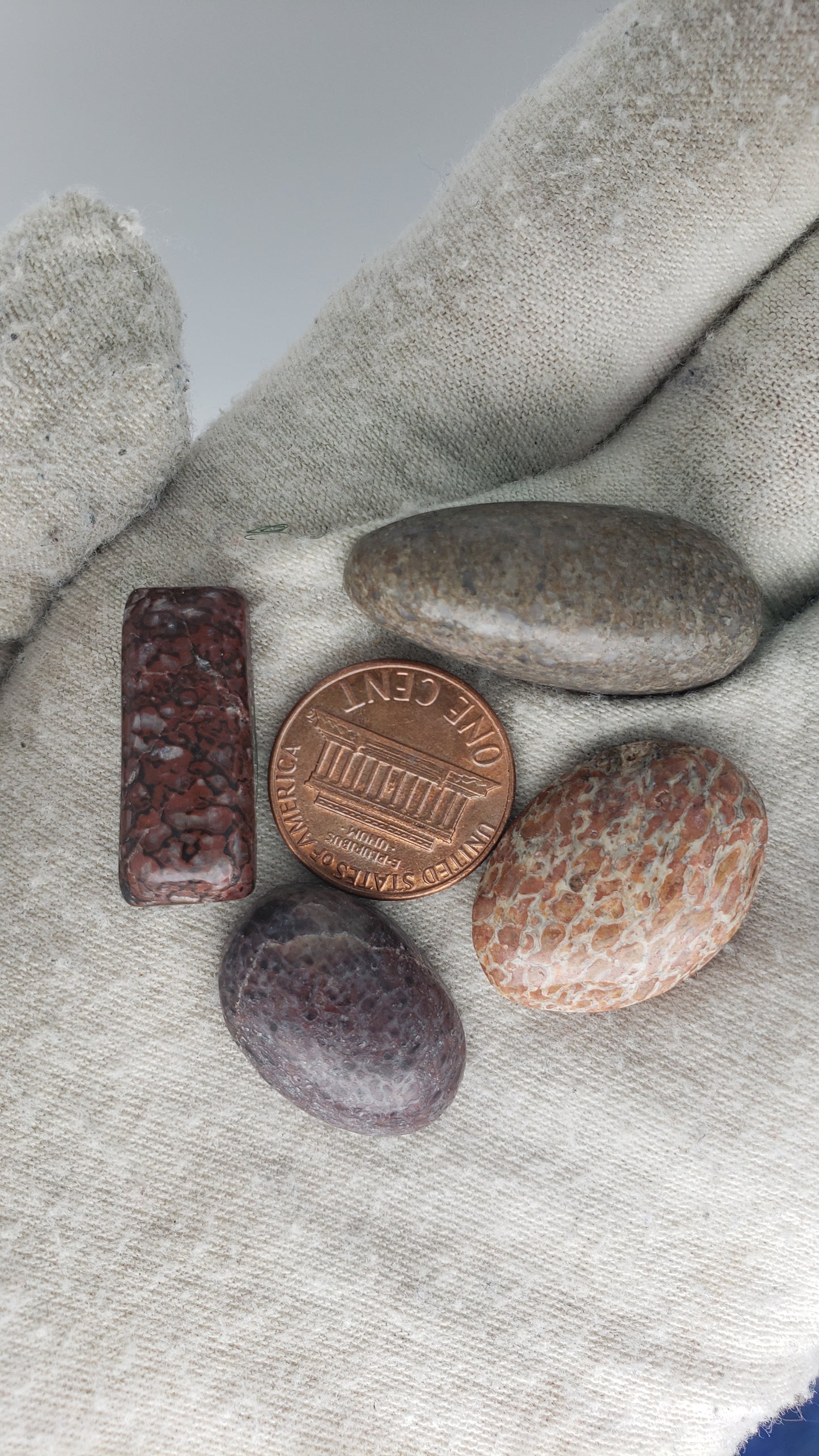 Dino Fossil Cabochons - Gembone Lot 1