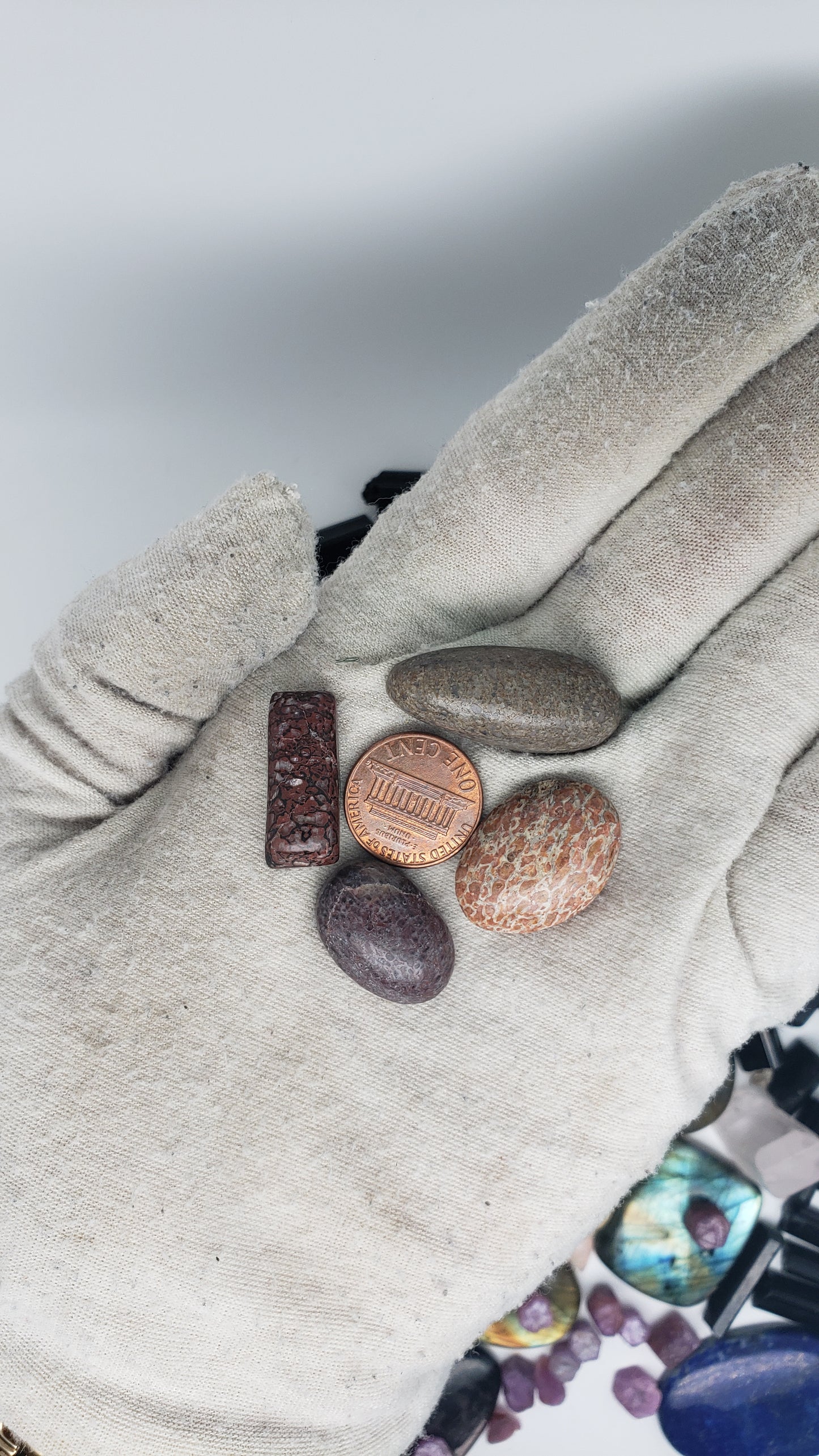 Dino Fossil Cabochons - Gembone Lot 1