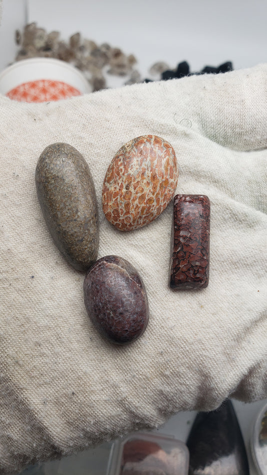 Dino Fossil Cabochons - Gembone Lot 1