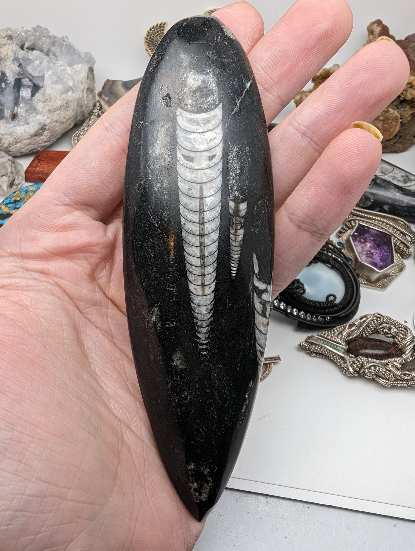 Ortho-ceras Fossil - Over 5" long