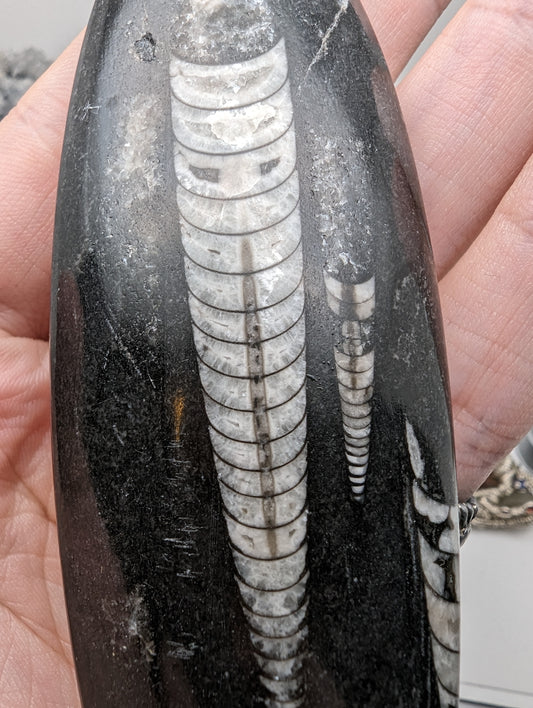 Ortho-ceras Fossil - Over 5" long