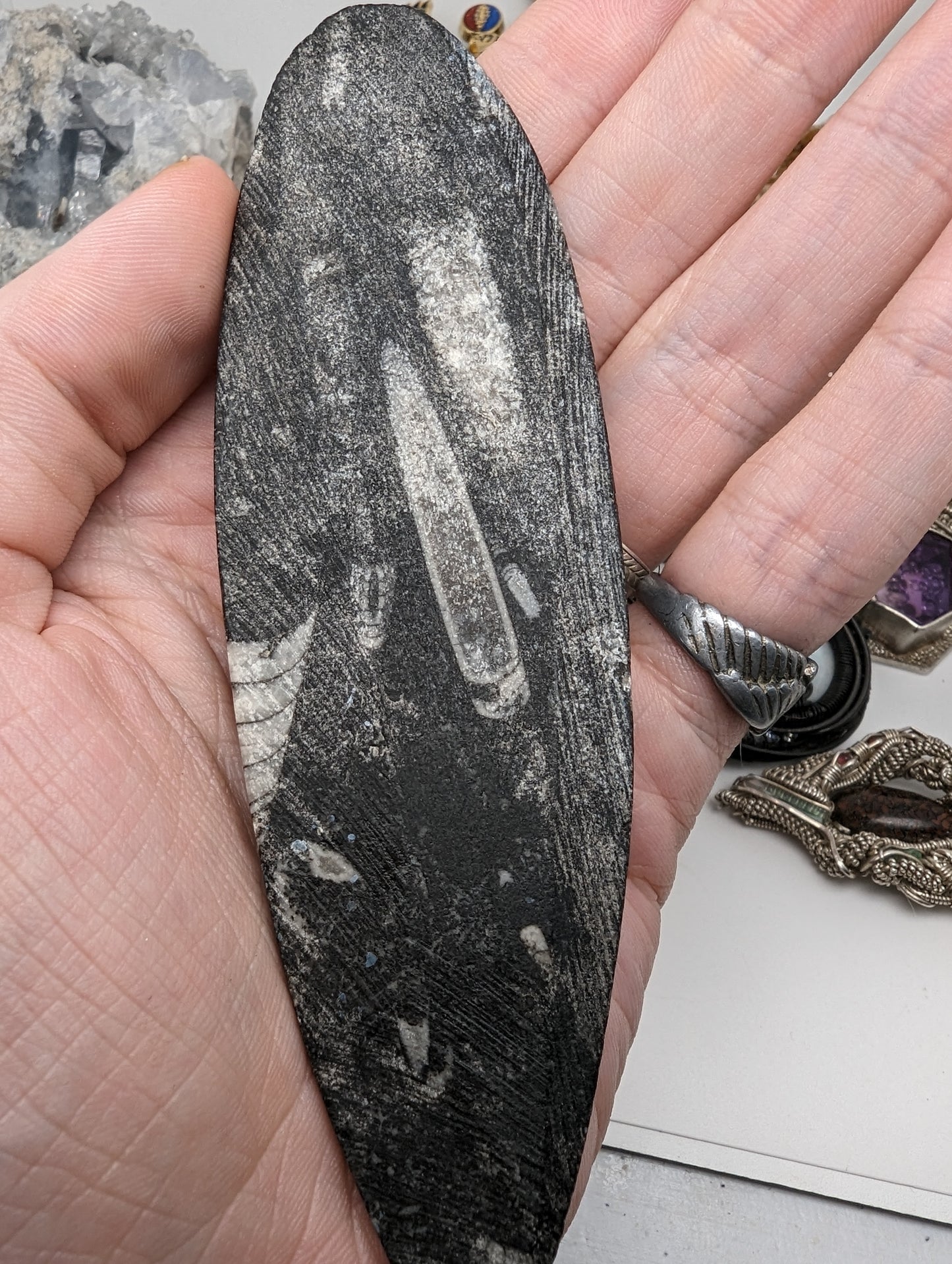 Ortho-ceras Fossil - Over 5" long